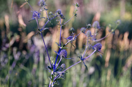 夏季草地上的紫刺植物
