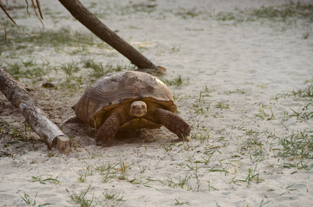 动物园沙滩上的大海龟图片