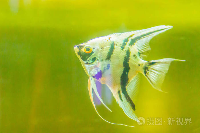 可爱的天使鱼Pterophyum，一个小的淡水鱼属，从科的淡水鱼，天使鱼。