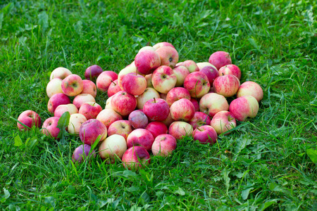 户外的一堆苹果照片