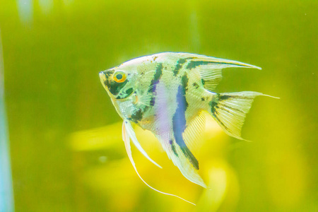 可爱的天使鱼Pterophyum，一个小的淡水鱼属，从科的淡水鱼，天使鱼。