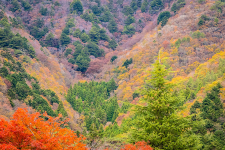 秋天的时候，山周围有许多五颜六色的树