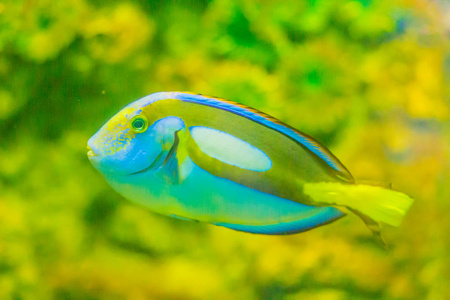 可爱的太平洋帝王蓝唐鱼Paracanthurushepatus正在水族馆游泳。白棘鱼是一种印太平洋外科手术鱼。