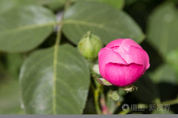 叶间树枝上未开放的玫瑰花蕾