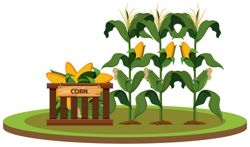 孤立的有机玉米农场插图