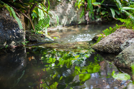 小溪流在泰国的花园里流淌。