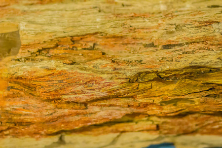石化木材的背景一种特殊类型的树木或树木的陆地植被化石遗迹，通过矿化过程完全过渡到石头上。