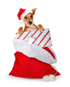 可爱的狗在圣诞老人圣诞礼物袋拿着礼物与空白标签隔离在白色背景关闭。