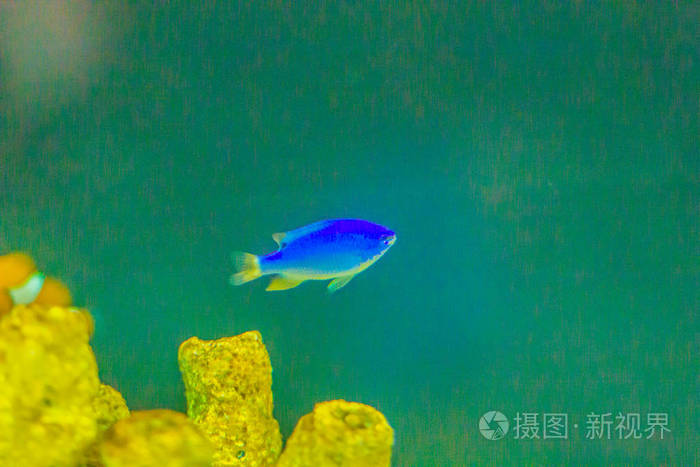 s damselfish, red tail Australian damsel, sapphire devil, skybl