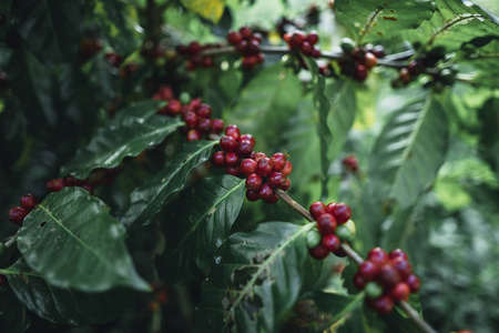 天然的红樱桃咖啡豆