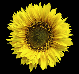 一朵向日葵的黄花,在一个孤立的黑色背景上,有剪裁的路径. 特写镜头.