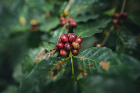 天然的红樱桃咖啡豆