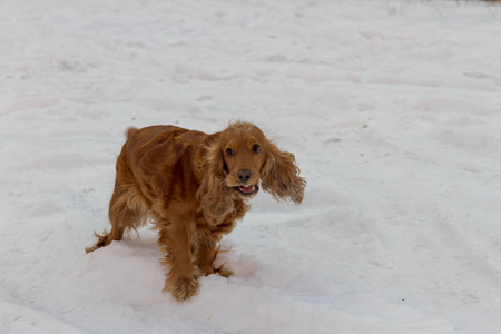 雪地上有趣的英国公鸡猎犬图片