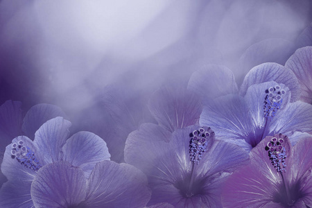 来自芙蓉的红色白色背景 花的组成 浅红色背景下的中国玫瑰花 大自然 照片 正版商用图片14m955 摄图新视界 来自芙蓉的红色白色背景 花的组成 浅红色背景下的中国玫瑰花 大自然 照片 正版商用图片14m955 摄图新视界