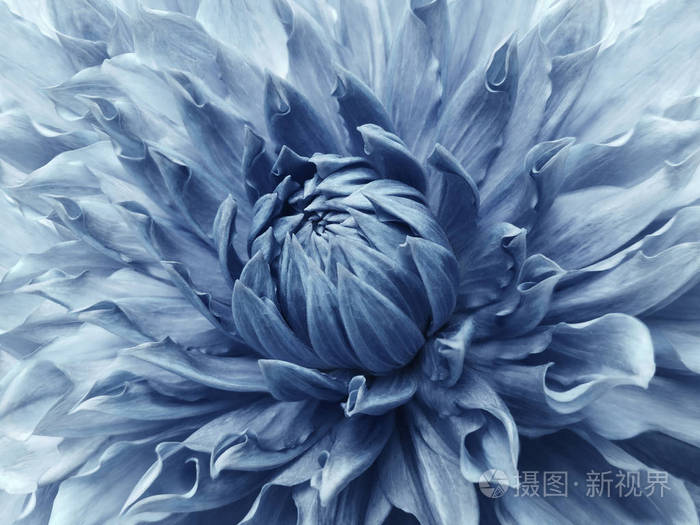 大丽花淡蓝色的花. 宏观的. 莫特利大花. 花的背景. 大自然.