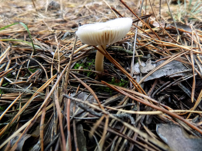 松林上的白色蘑菇。 蘑菇背景