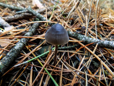 松林中美丽的蘑菇。 自然背景。 蘑菇背景