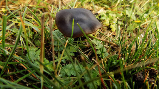 绿色小山上的蘑菇图片