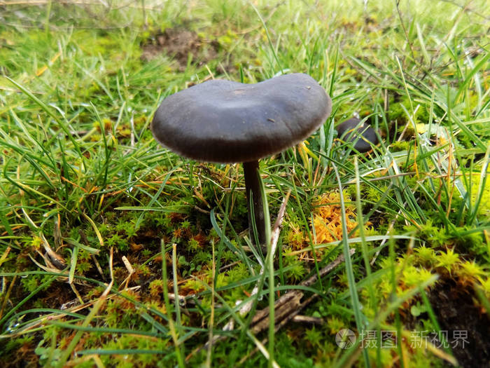 美丽的黑色蘑菇纹理田野上的黑蘑菇