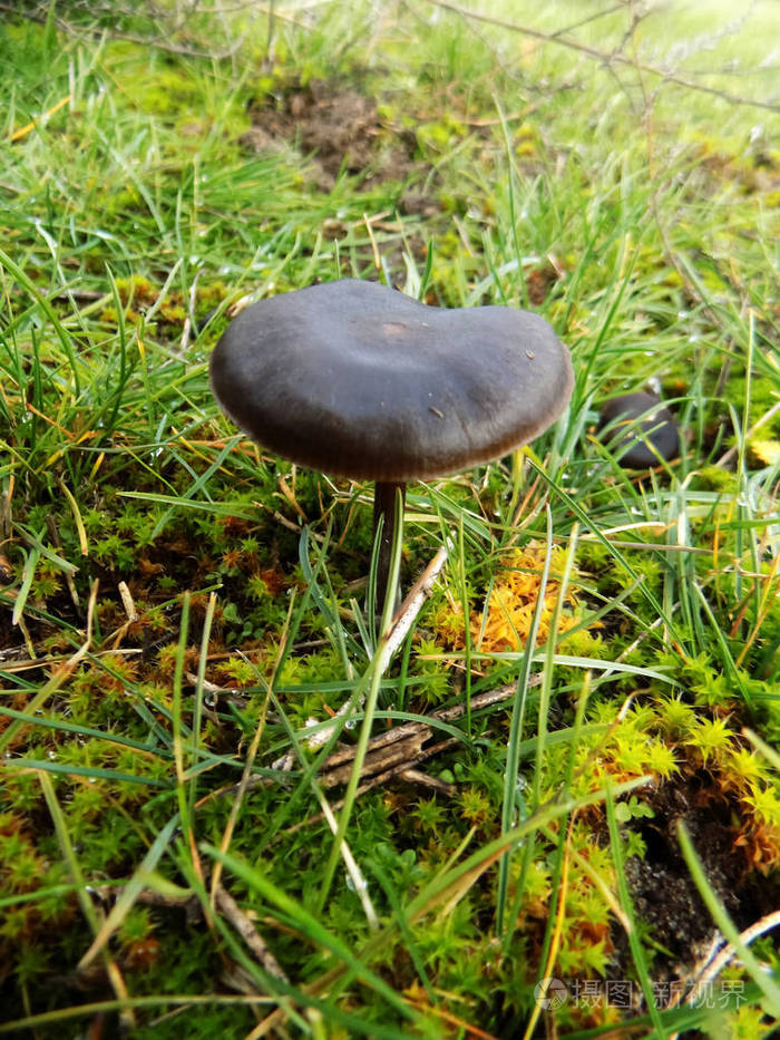 美丽的黑色蘑菇纹理田野上的黑蘑菇