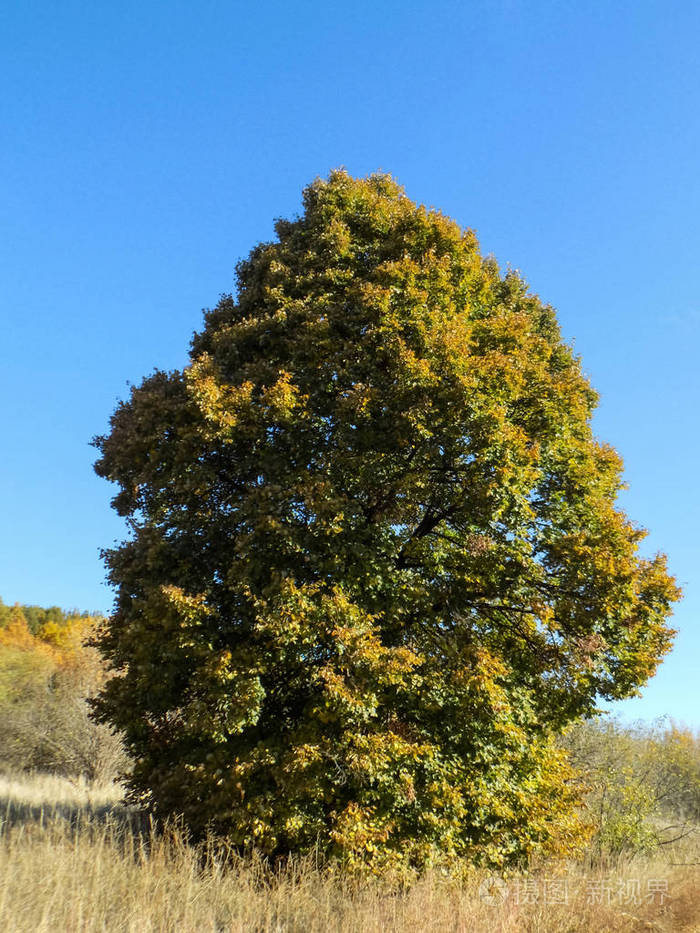 美丽的大绿树背景自然背景木质壁纸