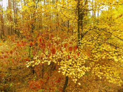 美丽的秋天森林背景。 树林的纹理。 抽象的灌木背景