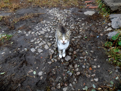 美丽的灰色猫在石头上。 动物背景