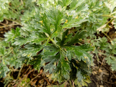 美丽的绿色森林植物背景。 大自然壁纸