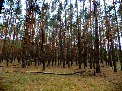 美丽的松林背景。 森林纹理。 自然背景