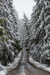 白雪覆盖森林中的冬季沥青路