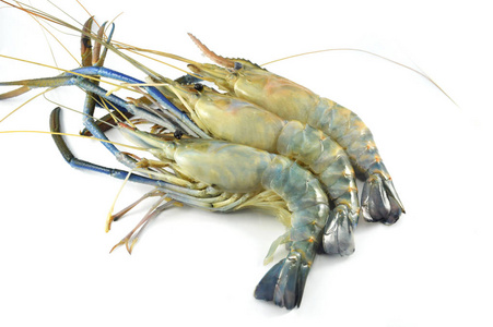 白底鲜虾分离/生虾-大蓝爪虾或海鲜虾(罗氏沼虾)照片
