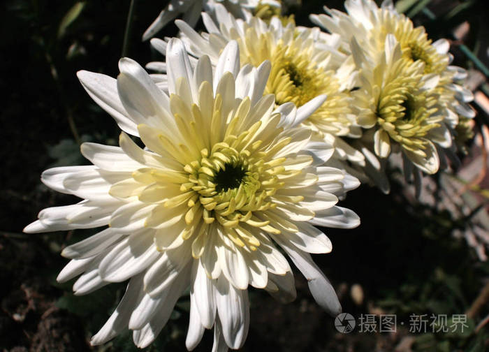 白色菊花是最后一朵秋天的花朵之一,美丽而独特.