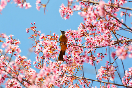 鸟在树枝上粉红色的樱花树上鸟在美丽的粉红色的樱花树上野生的喜马拉雅山樱桃在冬天的胡须上