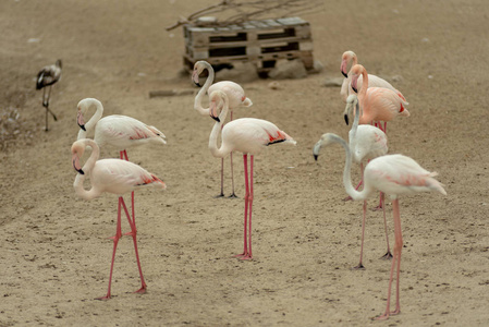 rasalkhor野生动物保护区Ramsar遗址火烈鸟隐藏2迪拜阿拉伯联合酋长国