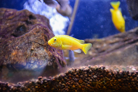 水族馆里漂亮的鱼。 在蓝色背景下水下。