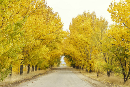 秋天黄树冠下的空路图片