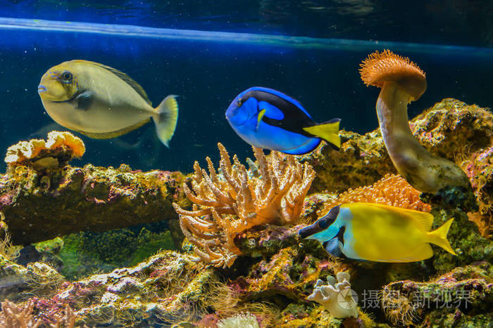 水族馆里漂亮的鱼在蓝色背景下水下