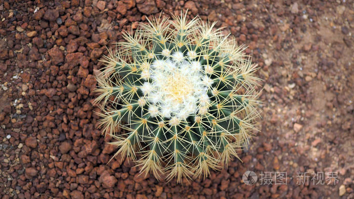 植物花园中的金桶仙人掌或棘虫 关闭一个圆形的绿色仙人掌科与穗 棘球蚴 照片 正版商用图片14mhdv 摄图新视界