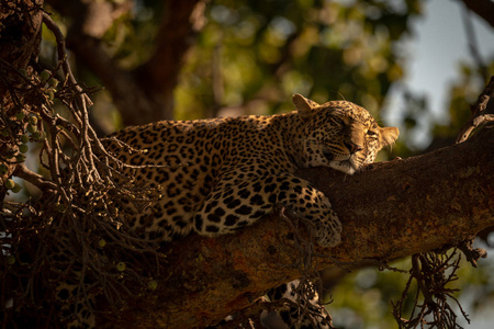瞌睡地躺在树枝上的豹
