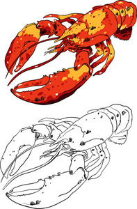 螯虾剪影孤立在白色背景上的龙虾照片