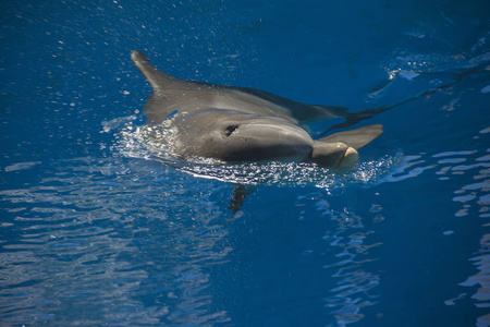 快乐微笑宽吻海豚在蓝水中游泳和玩耍的肖像照片