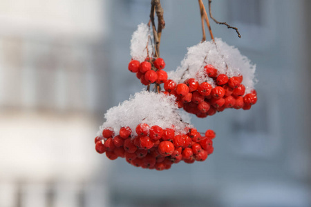 被雪覆盖的山灰枝