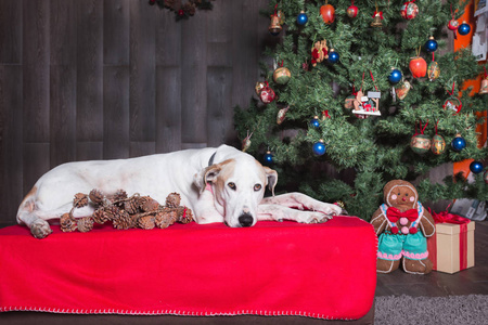 躺在圣诞树旁的白狗