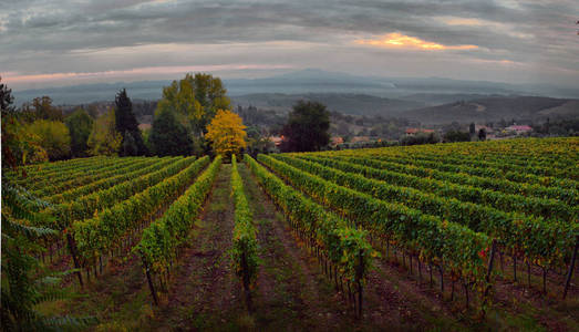 美丽托斯卡纳的传统乡村和景观..意大利的葡萄园。意大利奇安提酒区托斯卡纳葡萄园。
