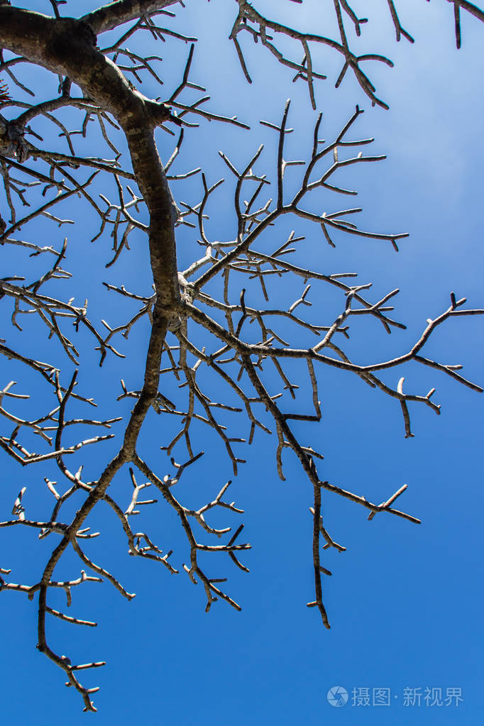 无叶背景的树枝枯季树无叶秋天背景下美丽的树枝秋天无叶树背景蓝蓝有