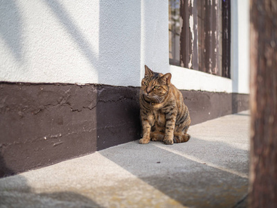 猫在日本东京的Yanaka银座