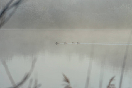 雾中江的晨景图片