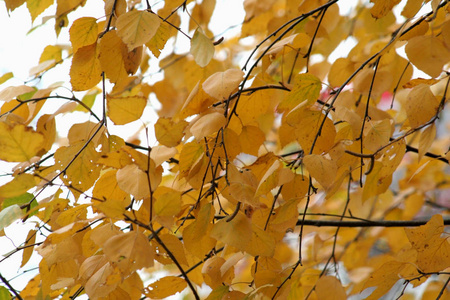 深黄色的秋桦叶。 一个多雨的早晨，一个多云的天空，但树叶总是因它的亮度而引人注目。 一张很好的照片，桌面背景图像的计算机或其他小