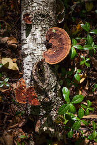 扁豆通常被称为查加蘑菇是菌丝科的一种真菌。 它寄生在桦树和其他树木上