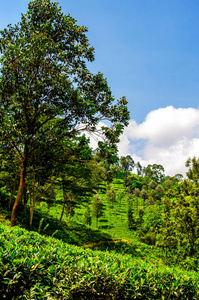 美丽的蓝天，白云在斯里兰卡的茶园上。 努瓦拉埃利亚。